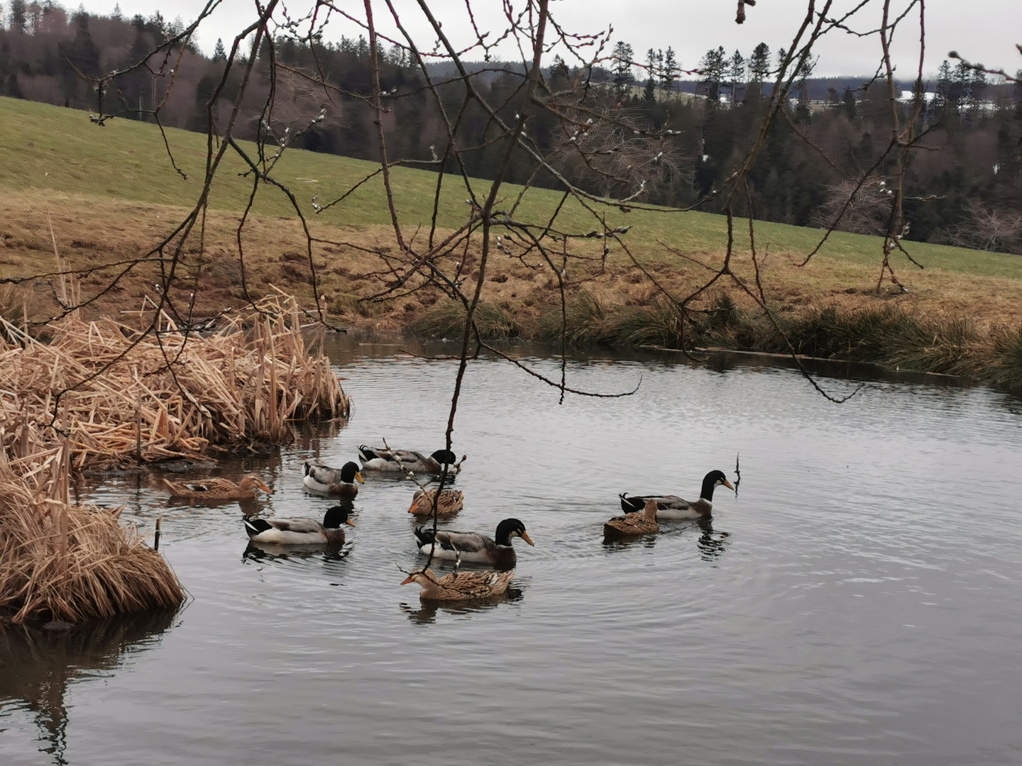 Enten auf Partnersuche