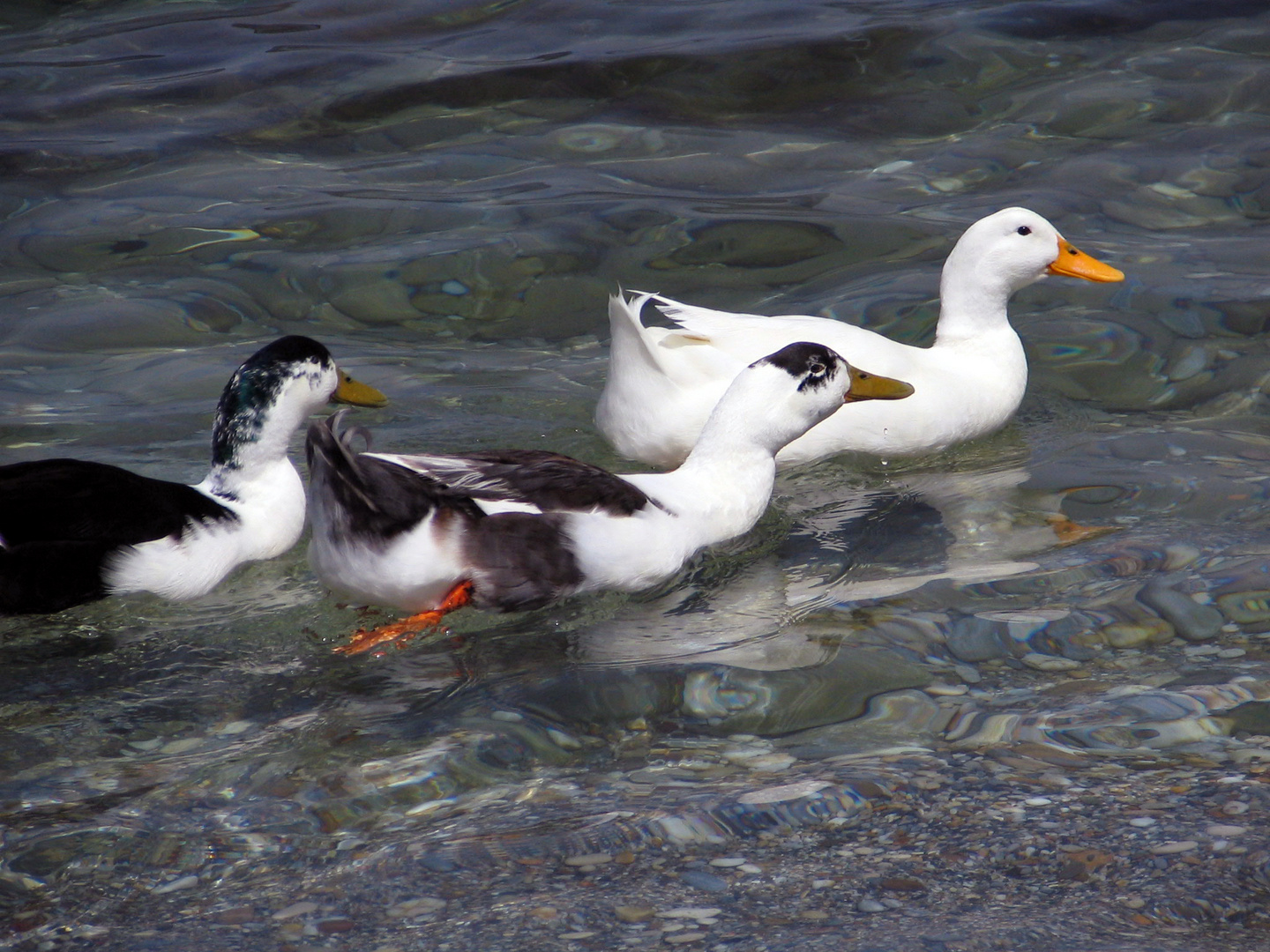 Enten auf Samos am Kervelli Beach (1)