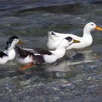 Enten auf Samos am Kervelli Beach (1)