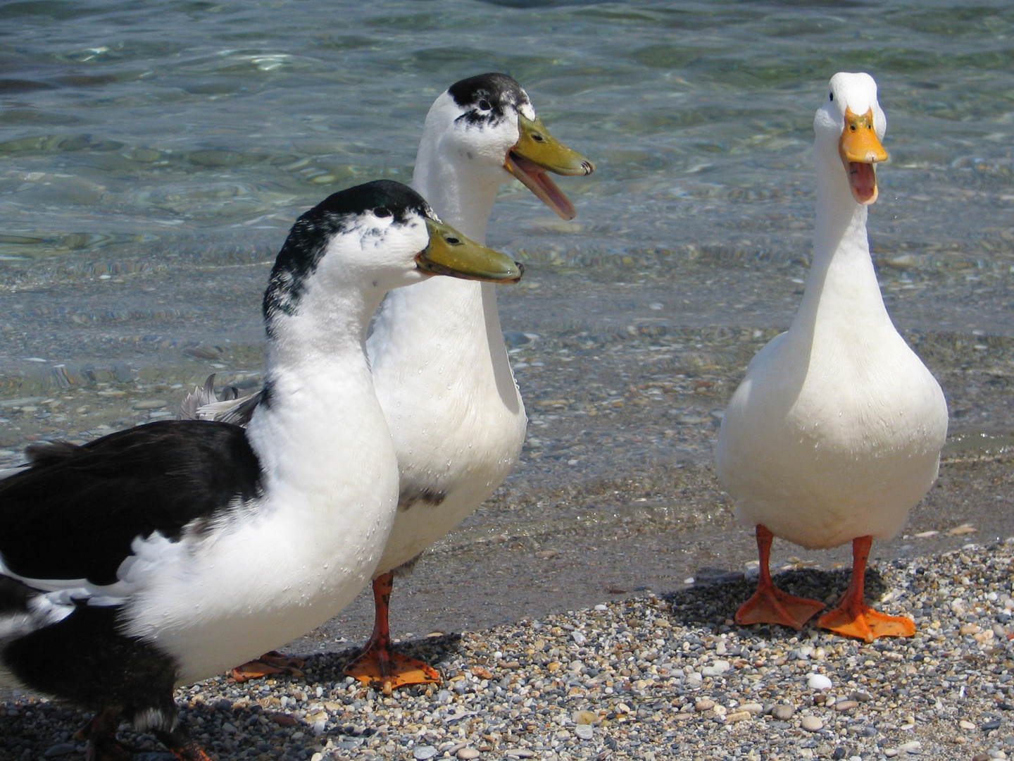 Enten auf Samos am Kervelli Beach (2)