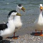Enten auf Samos am Kervelli Beach (2)