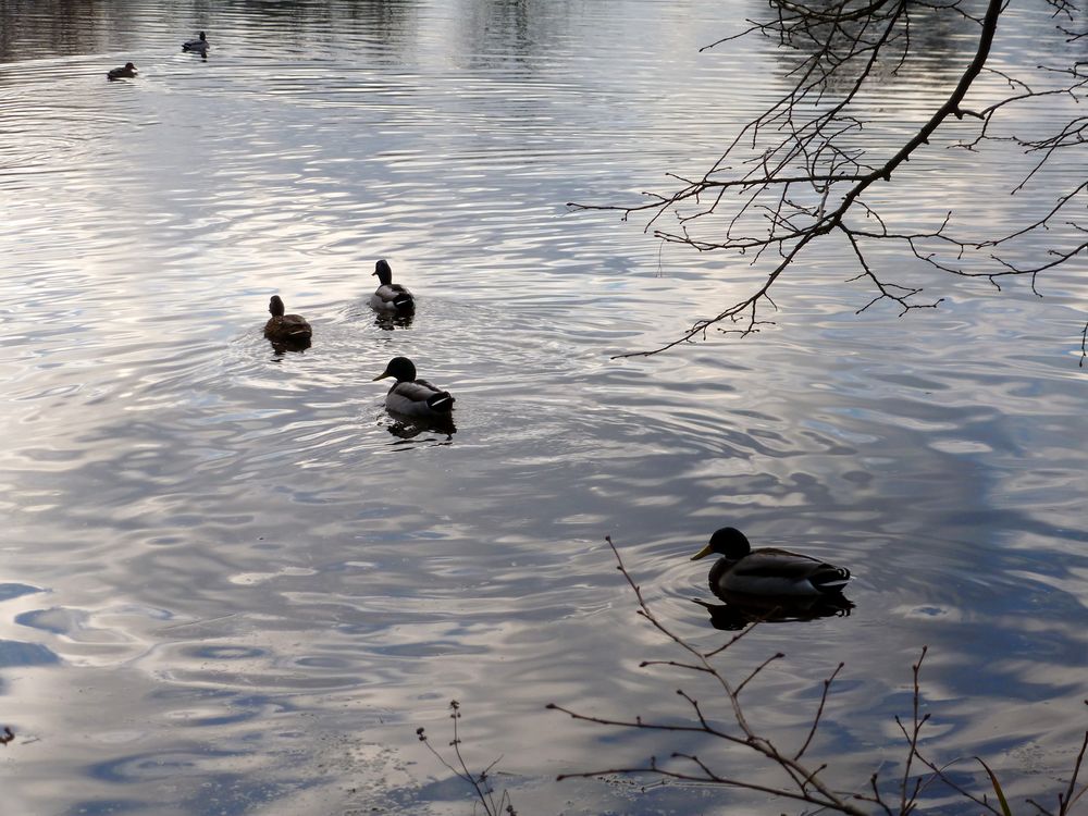 Enten auf Teich