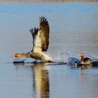 Enten auf Tour