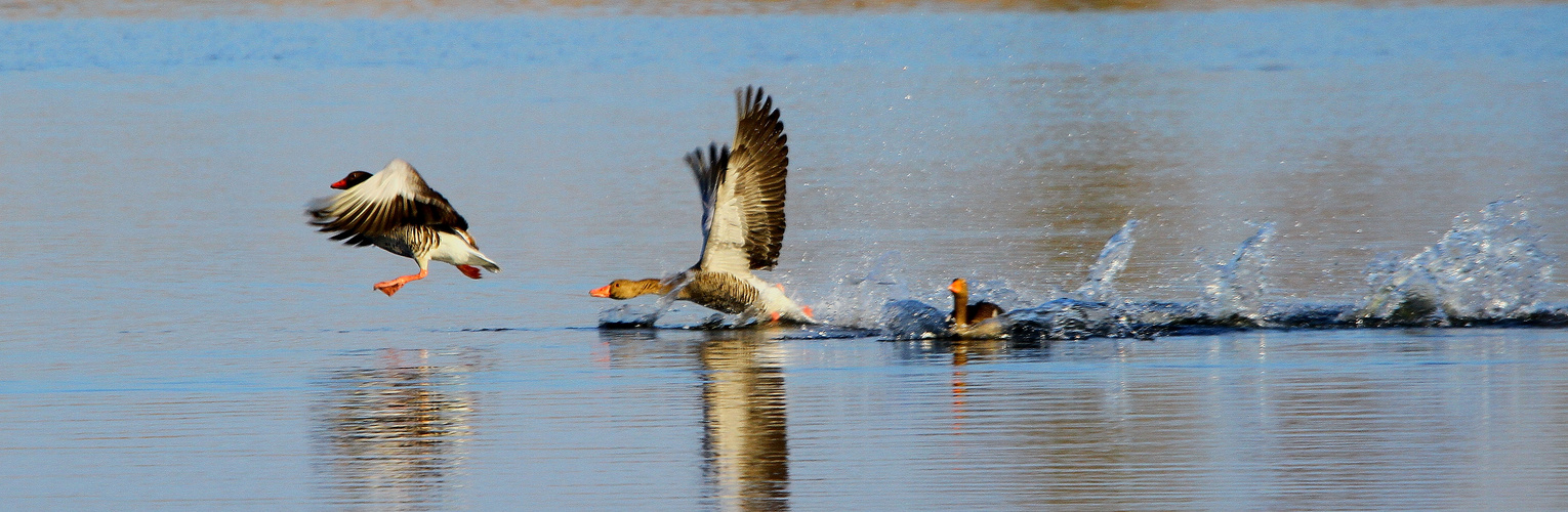 Enten auf Tour