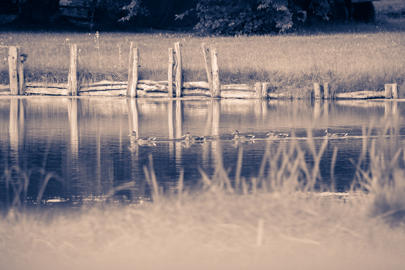 Enten-Ausflug