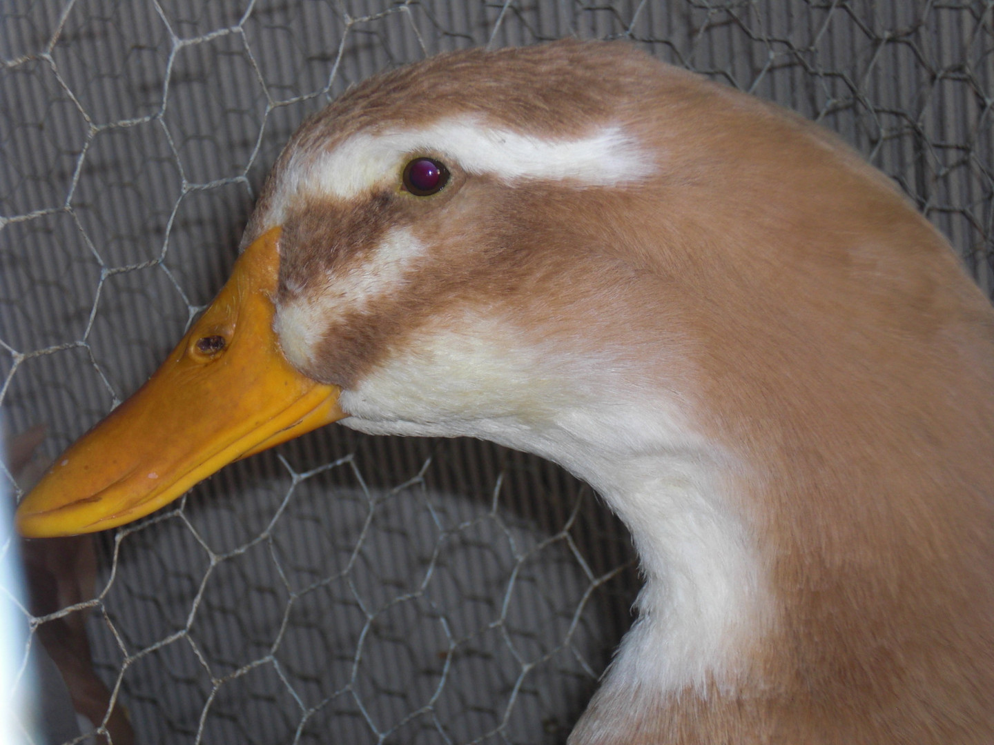 enten ausstellung in wismar