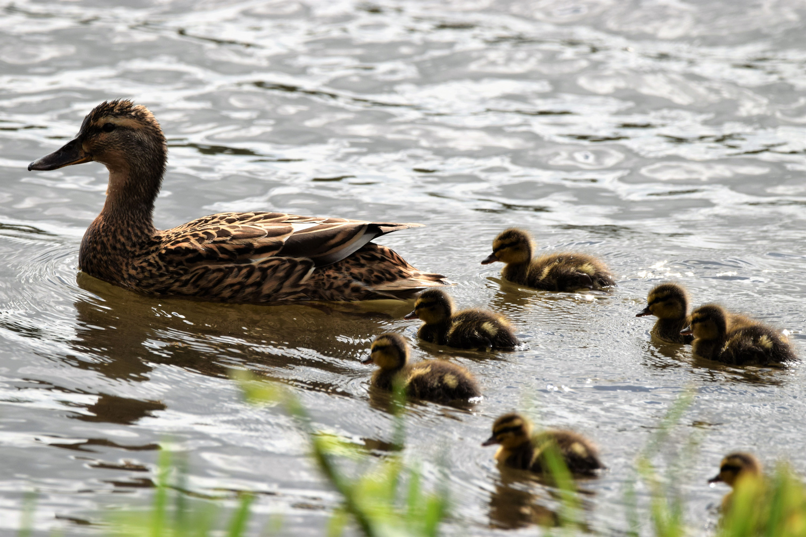 Enten Foto & Bild tiere, wildlife, wild lebende vögel Bilder auf