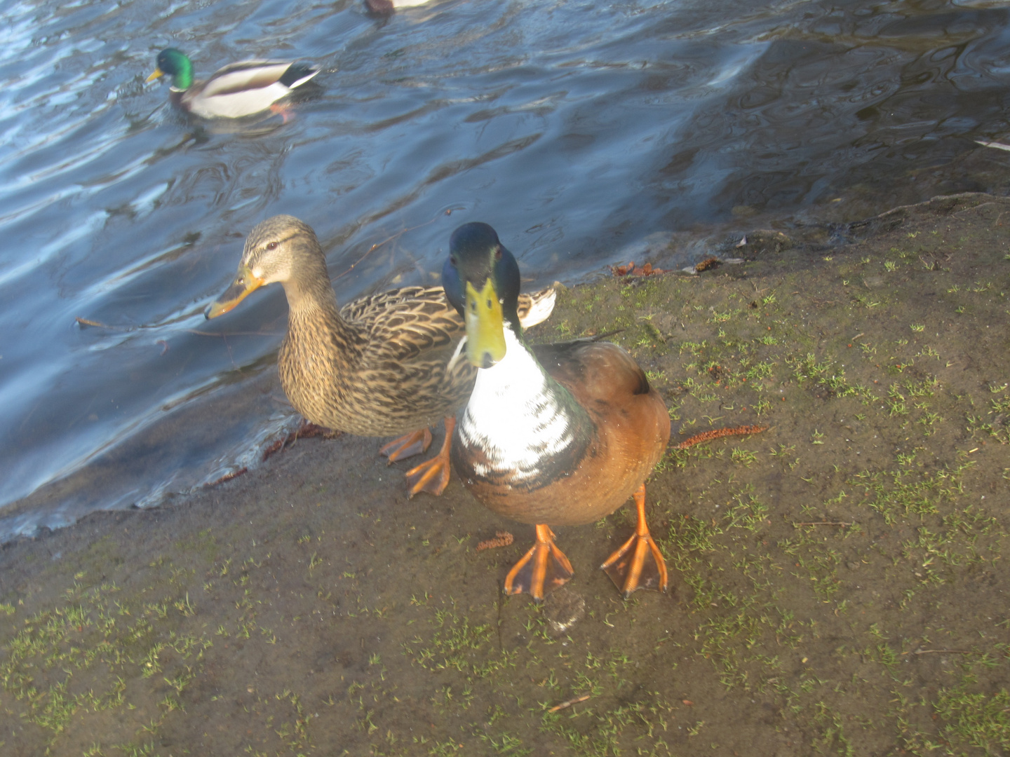 Enten