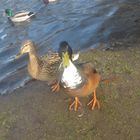 Enten