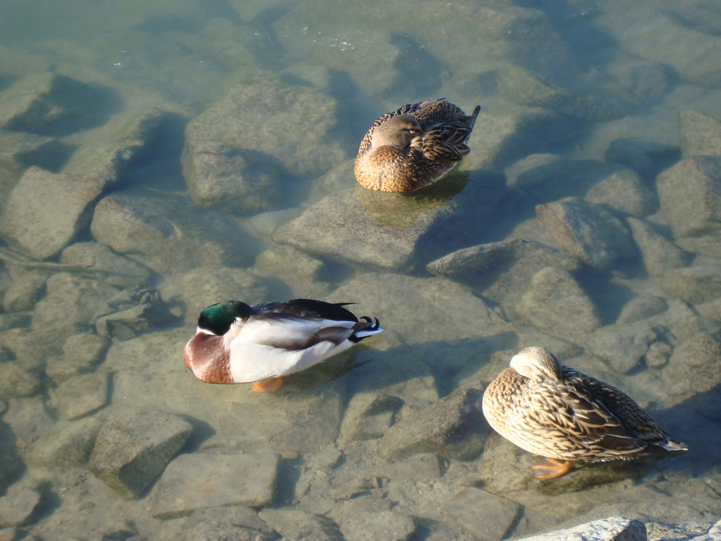 Enten