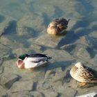 Enten