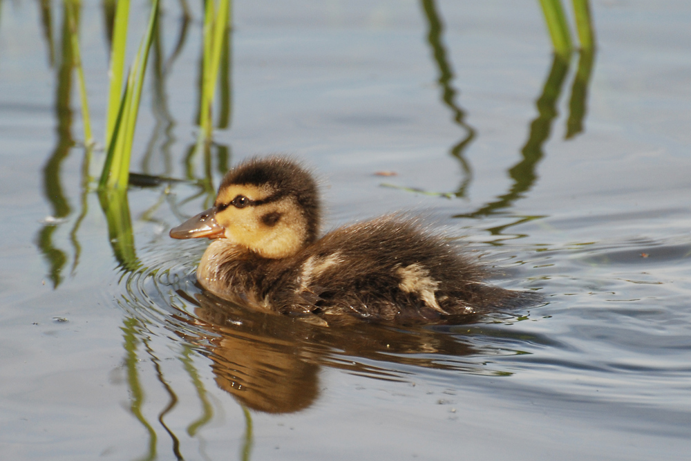 Enten-Baby....