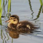 Enten-Baby....