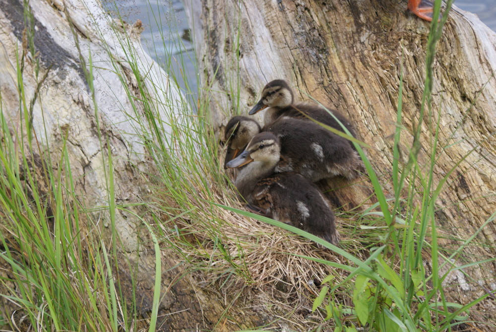 Enten Baby´s Foto & Bild tiere, tierkinder, natur Bilder auf