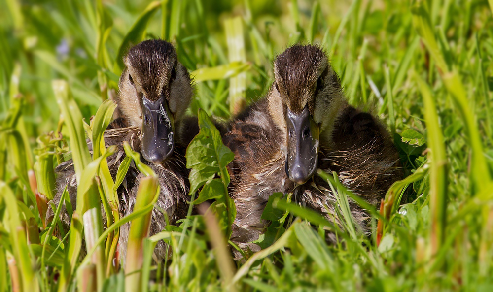 Enten - Baby's