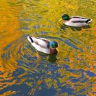 Enten baden in Herbstfarben