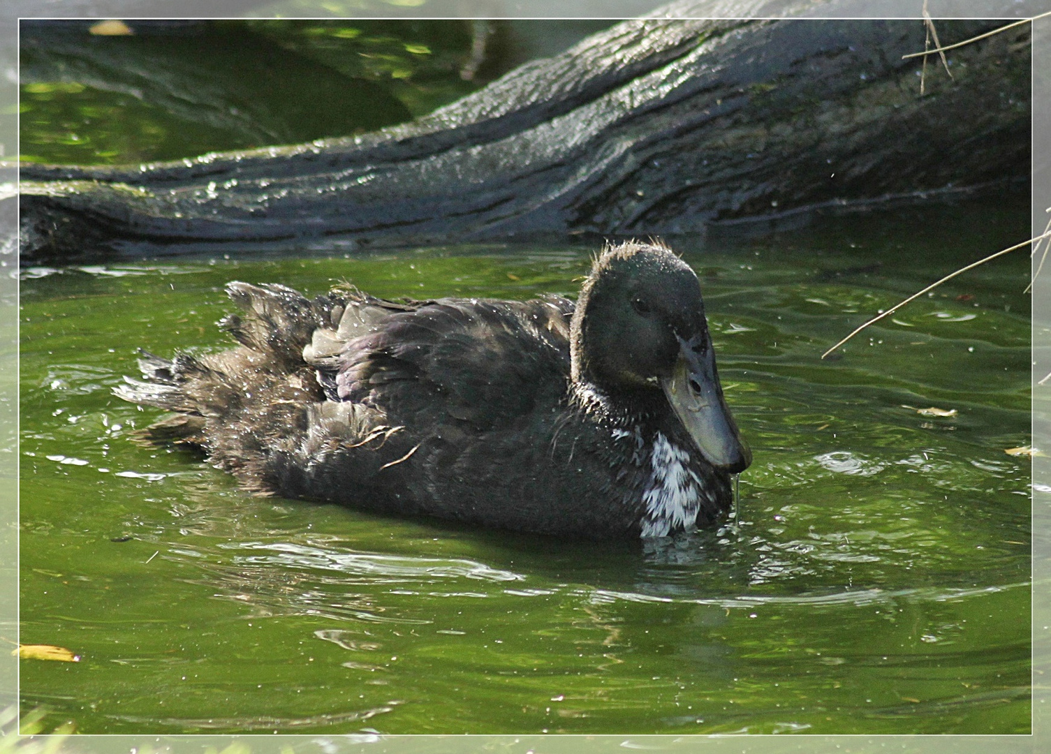 Enten Badetag