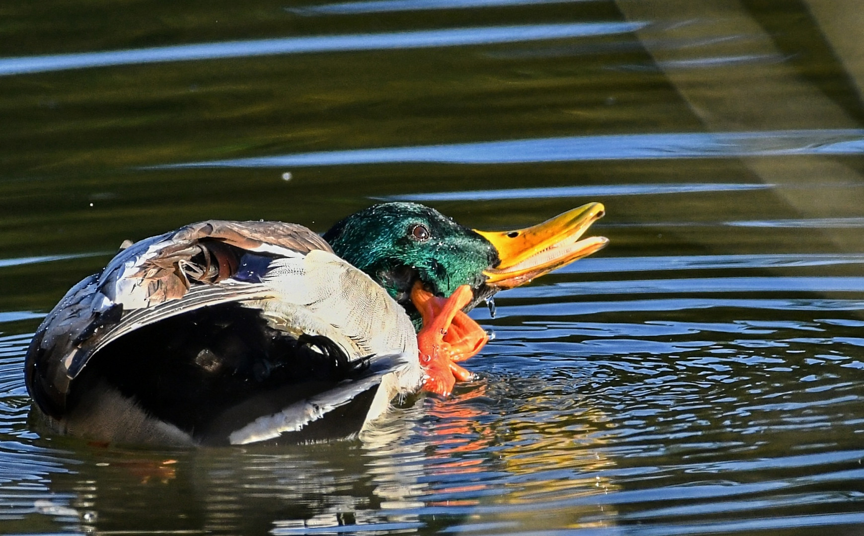 Enten Badetag Nr. 1