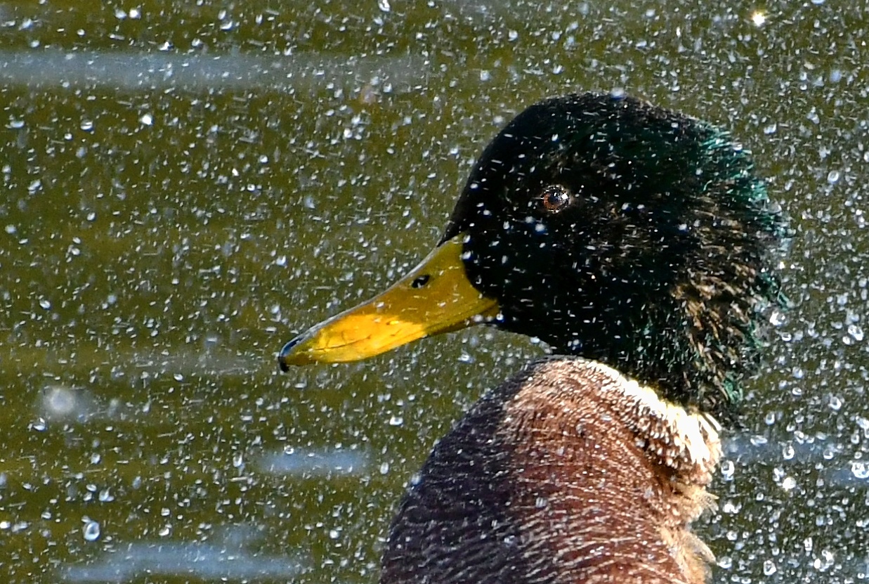 Enten Badetag Nr. 3