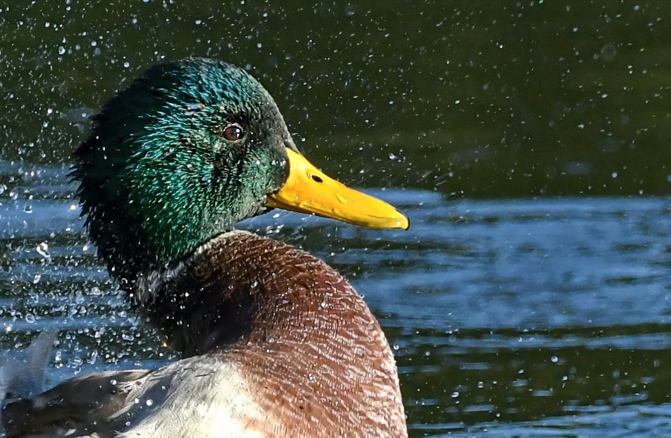 Enten Badetag Nr. 4