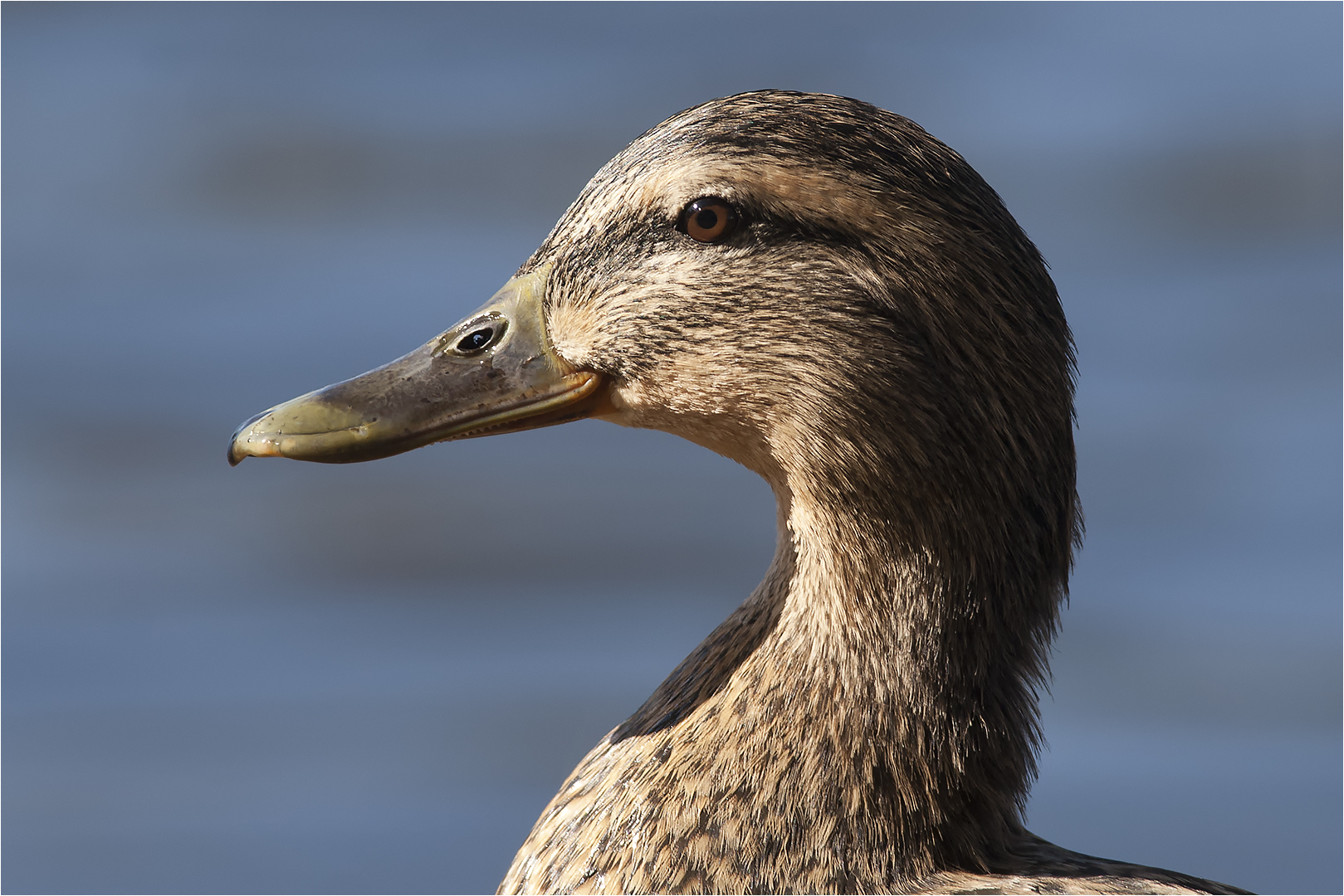 … Enten-Beauty …