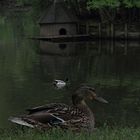 Enten