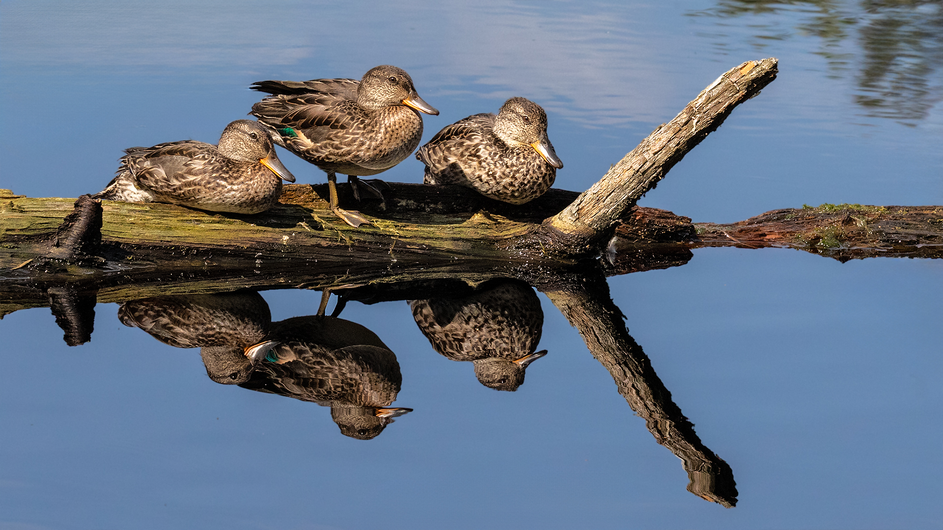 Enten bei der Arbeit