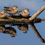 Enten bei der Arbeit