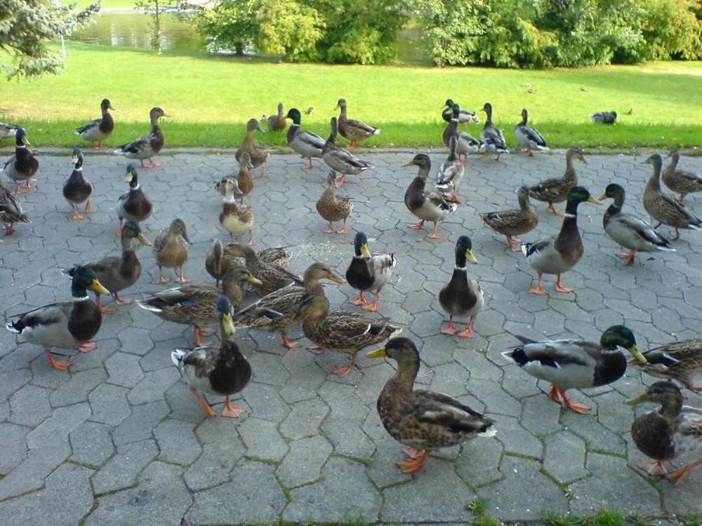 Enten bei der Fütterung