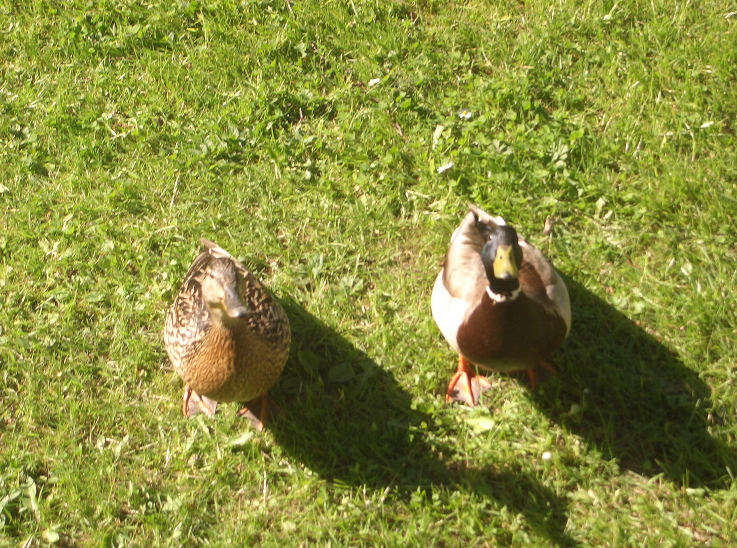 Enten bei uns zu Hause