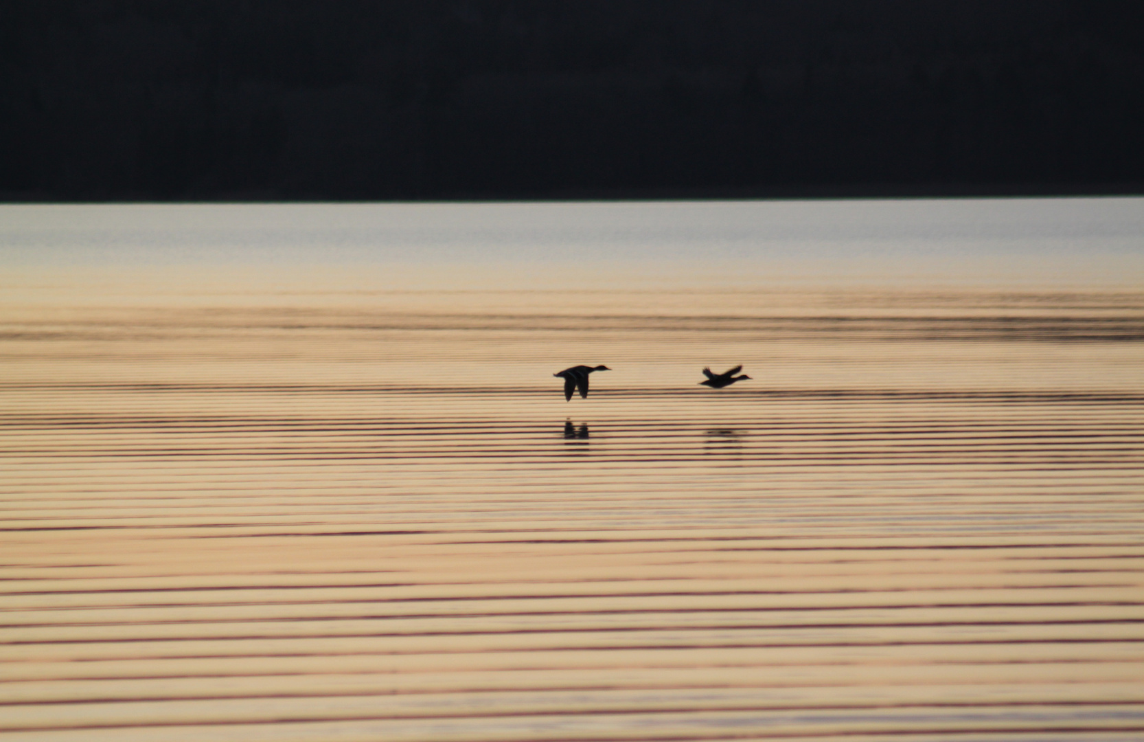 Enten beim abendlichen Heimflug über den See