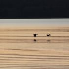 Enten beim abendlichen Heimflug über den See