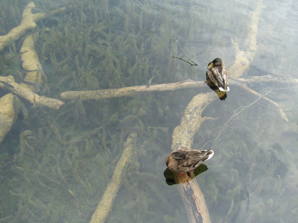 Enten beim Ausruhen auf dem See