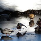 Enten beim Baden