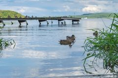 Enten beim chillen