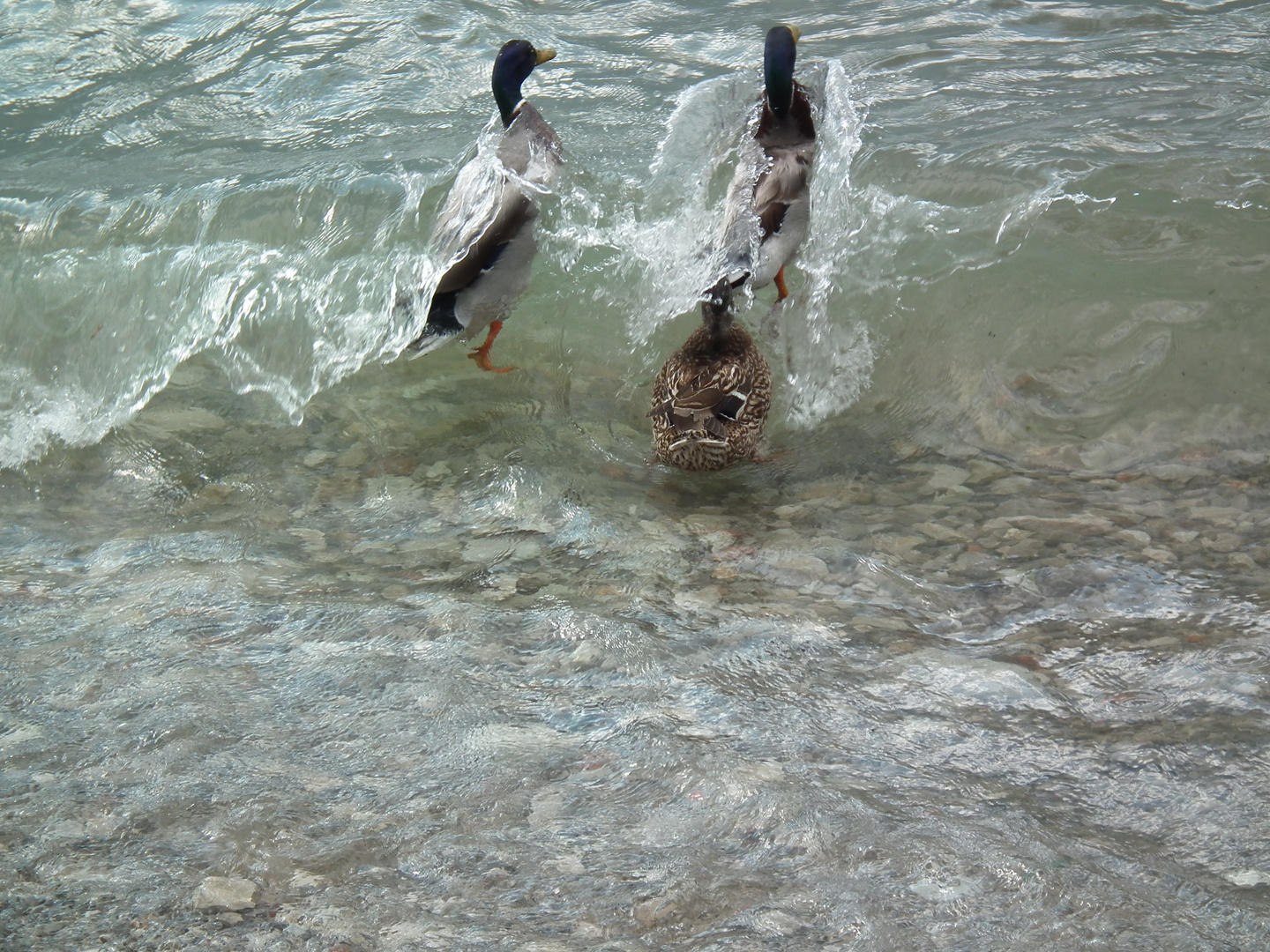 Enten beim "In See stechen"