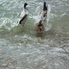 Enten beim "In See stechen"