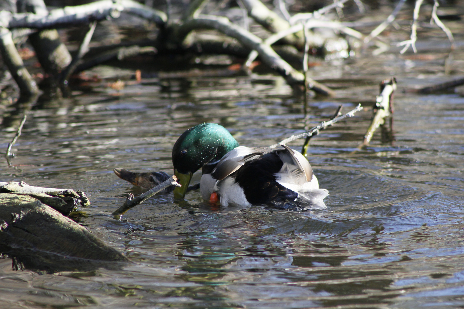 Enten beim Liebesspiel