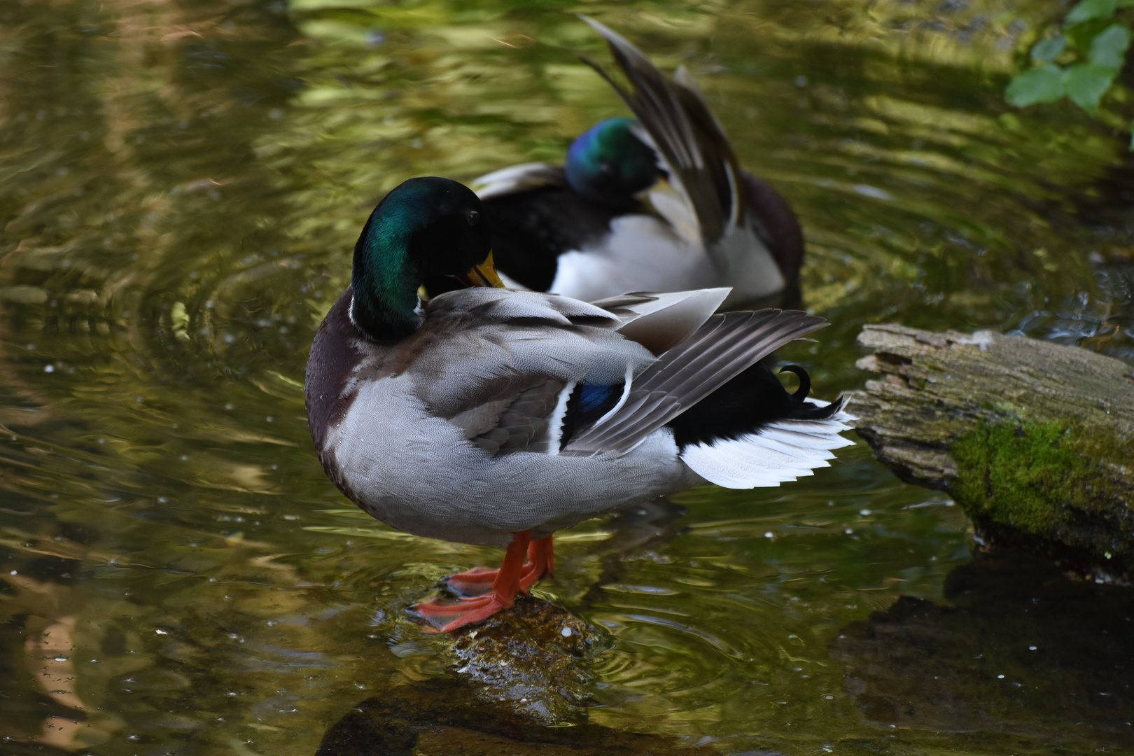 Enten beim Putzen