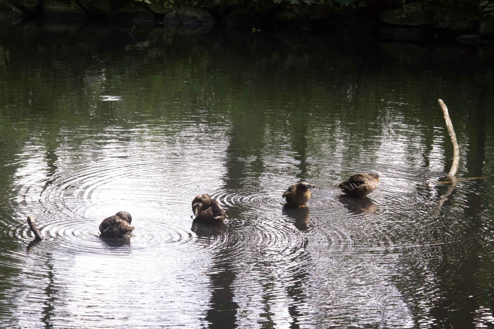 Enten beim Putzen auf dem Teich