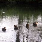 Enten beim Putzen auf dem Teich