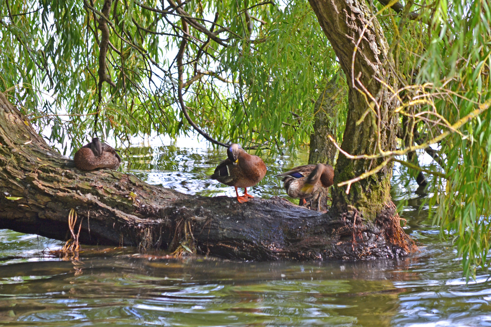 Enten beim Putzen