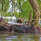 Enten beim Putzen