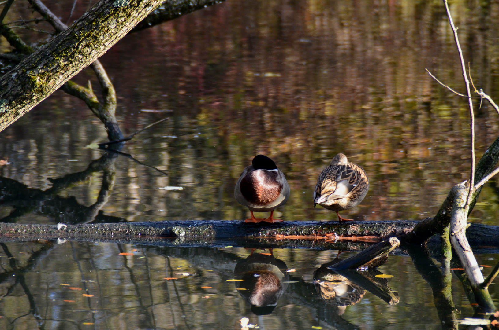 enten beim schlafen :)