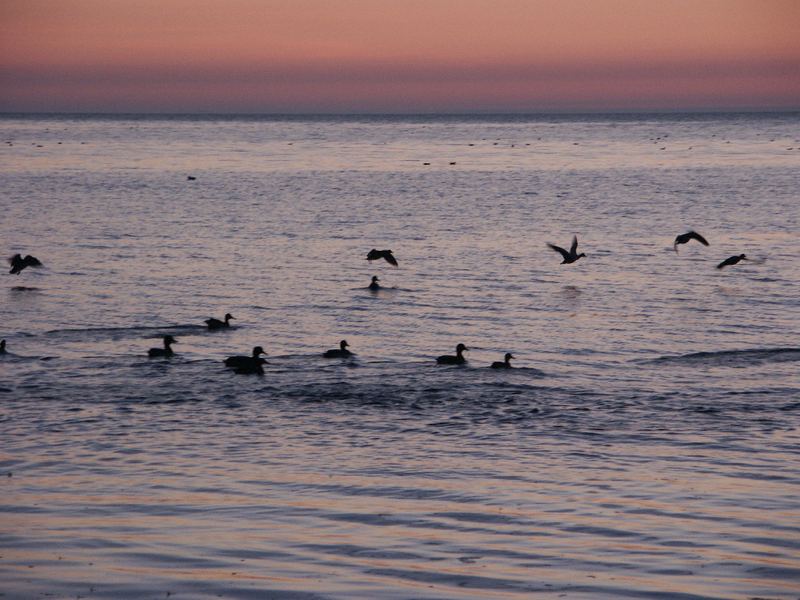 Enten beim Sonnenaufgang am Keitumer Wattenmeer