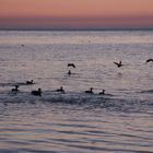 Enten beim Sonnenaufgang am Keitumer Wattenmeer