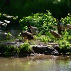 Enten beim Sonnenbaden im Schatten ;)