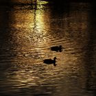 Enten beim sonneuntergang