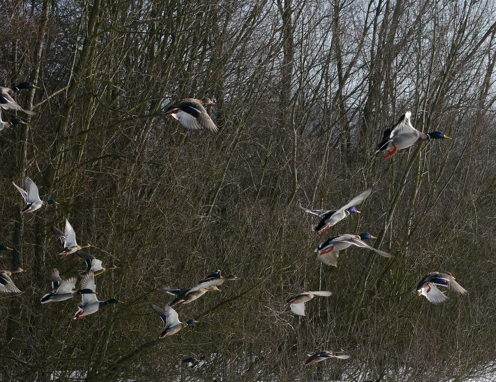 Enten beim Start