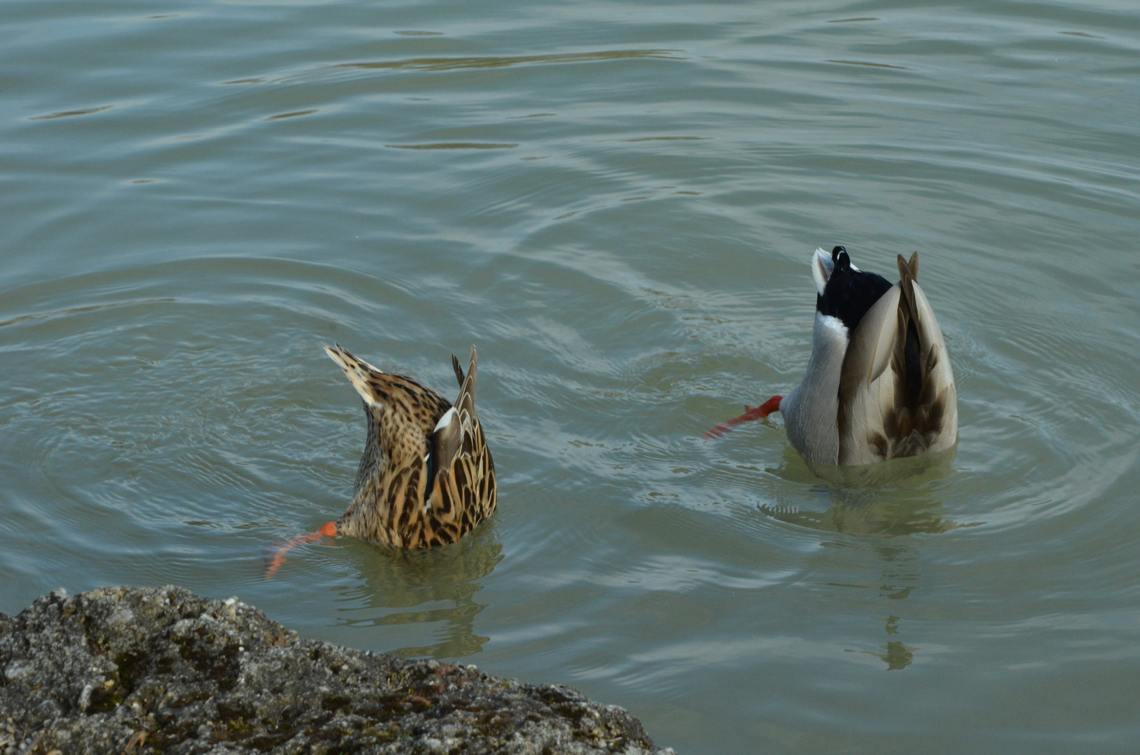 Enten beim Tauchen